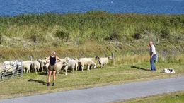 Arbeitsplatz hinter dem Wattenmeer: Landwirt John-Ricklef Petersen k&uuml;mmert sich mit seiner Enkeltochter Gwyneth um die Schafe.