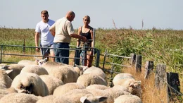 Die Salzwiesen-Schafe auf Sylt sind der ganzen Stolz der Familie Petersen.
