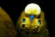 Wellensittiche nutzen Fluoreszenz, um f&uuml;r das andere Geschlecht attraktiver zu erscheinen. Wenn sie sich betrachten, zeigen sie einander ihre fluoreszierende Sch&auml;deldecke.