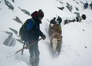 Schnee im Sommer - Almauftrieb in den Alpen.