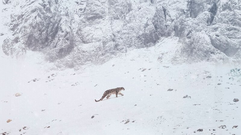 Der Schneeleopard (F, 2021)