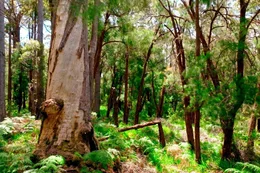 Vereinzelt stehen noch Red-Tingle-Eukalyptusb&auml;ume im Wald aus Karri-Eukalypten: Sie sind riesig und haben bereits mehrere Buschfeuer &uuml;berstanden.