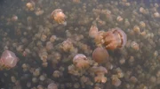 golden jellyfish swim inside a lake