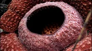 The Rafflesia flower.