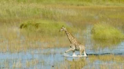 Giraffe, Savannah Tiere m&uuml;ssen sich anpassen, wenn die Flut kommt.