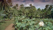 Im Botanischen Garten auf Mauritius.