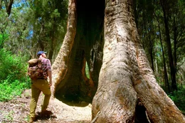 Nate Anderson erforscht, wie die hohlen B&auml;ume der Walpole Wilderness so ein hohes Alter erreichen konnten: Sie wurden vom Buschfeuer und von Pilzbefall in Jahrhunderten ausgeh&ouml;hlt.