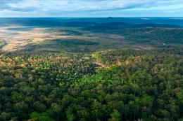 Die Walpole Wilderness ist das gr&ouml;&szlig;te zusammenh&auml;ngende Waldgebiet aus Karri-Eukalyptusb&auml;umen: Sie besteht aus sieben kleineren Nationalparks und Schutzgebieten.