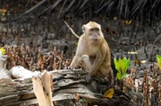 Langschwanzmakaken leben in den Mangrovenwäldern an der Küste Timor-Lestes. Bei Ebbe gehen sie auf Jagd nach Krabben. Langschwanzmakaken leben in den Mangrovenwäldern an der Küste Timor-Lestes. Bei Ebbe gehen sie auf Jagd nach Krabben.