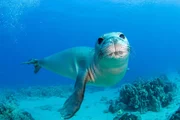 Hawaii-M&ouml;nchsrobbe (Monachus schauinslandi).