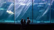 Happy family looking at the fish tank Happy family looking at the fish tank