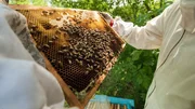 beekeeper holding a honeycomb full of bees