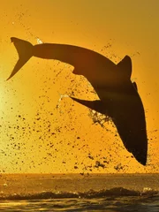 AirJaws 2020. UK Key Art.