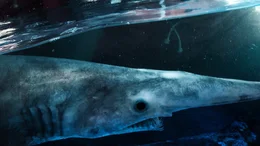 Sawshark.