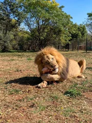 Ein L&ouml;we frisst auf dem Boden.