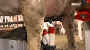 Hightech erleichtert den Landwirten das Leben. Hier l&auml;uft zum Beispiel das Melken automatisiert ab.