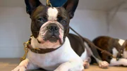 Zu viel am Strand getobt: Boston Terrier Festus hat eine Augenentz&uuml;ndung.