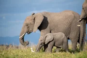 Ein ausgewachsener Elefant und ein Baby-Elefant gehen Seite an Seite.