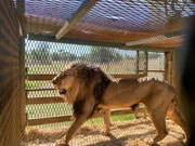 Ein L&ouml;we in einem K&auml;fig.