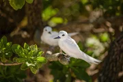Feenseeschwalbe (Gygis alba) auf Hawaii.