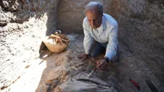 Der Arch&auml;ologe Sameh Iskander staubt vorsichtig Sand vom Sch&auml;del eines Esels ab, der in einem Grab in Abydos, &Auml;gypten, gefunden wurde.