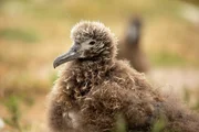 Laysanalbatros Küken (Phoebastria immutabilis). Laysanalbatros Küken (Phoebastria immutabilis).