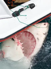 Great White Bumps Boat.