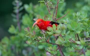 Iiwi (Drepanis coccinea). Iiwi (Drepanis coccinea).