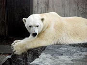 Eisbären Dame Hallensia soll auf Reisen gehen. Sie verlässt die Wilhelma in Richtung Wien. Eisbären Dame Hallensia soll auf Reisen gehen. Sie verlässt die Wilhelma in Richtung Wien.