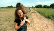Die Volont&auml;rin Davina wird beim Ausflug mit den jungen Pavianen ganz sch&ouml;n in die Mangel genommen.