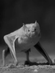 Screengrab of Dave Salmoni with vampire bat, Coiba, Panama.