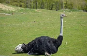 Ostrich
