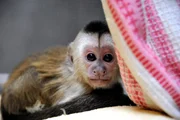 Das kleine Kapuzineräffchen Sina soll langsam an das Leben mit seinen Artgenossen gewöhnt werden. Die Handaufzucht im Zoo Berlin wurde bislang in einem separaten Käfig von den Tierpflegern groß gezogen. Das kleine Kapuzineräffchen Sina soll langsam an das Leben mit seinen Artgenossen gewöhnt werden. Die Handaufzucht im Zoo Berlin wurde bislang in einem separaten Käfig von den Tierpflegern groß gezogen.
