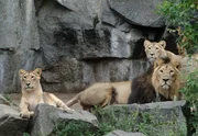 Eine L&ouml;wenfamilie aus N&uuml;rnberg (Foto) macht dem Alleinherrscher Shambal das Revier im Tierpark Berlin streitig.
