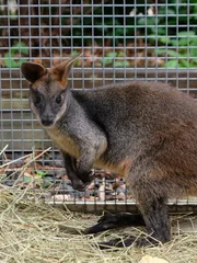 Wallaby.