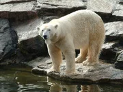 Im Freigehege des Zoos Berlin: Eisb&auml;r Lars, der Vater vom kleinen Eisb&auml;r Knut