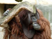 Großputz bei den Orang-Utans im Zoo Berlin Großputz bei den Orang-Utans im Zoo Berlin