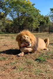 Ein essender L&ouml;we