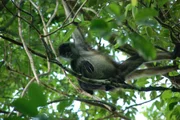 A spider monkey in a tree in Mexico.