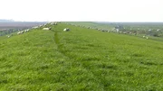 Schafe auf dem Deich halten das Gras kurz und treten die Grasnarbe fest. So wird der Deich stabilisiert. Weitere Fotos auf Anfrage.