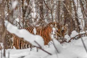 Sibirischer Tiger, Durmin (Russland).