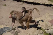 Baboons