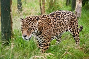 Ein Jaguar.