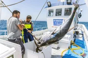 In Tarifa werden seit Jahrtausenden Thunfische gefangen. Daniel Mackintosh ist einer der Fischer, der das „rote Gold“ aus dem Meer holt – und zwar nachhaltig. In Tarifa werden seit Jahrtausenden Thunfische gefangen. Daniel Mackintosh ist einer der Fischer, der das „rote Gold“ aus dem Meer holt – und zwar nachhaltig.