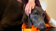 Der Weimaraner H&uuml;ndin Blues m&uuml;ssen die Krallen geschnitten werden.