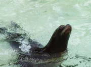 ARD/rbb PANDA, GORILLA & CO., TEIL 152, "Geschichten aus dem Zoo Berlin und dem Tierpark Berlin", am Donnerstag (24.06.10) um 16:10 Uhr im ERSTEN. Auch ein Pfleger hat mal Urlaub, doch Fütterungen und Training müssen weitergehen. So auch bei den Seelöwen, bei denen über 50 Übungen zum Repertoire gehören. Bevor Norbert Zahmel beruhigt seine Reise antreten kann, gibt es eine Generalprobe mit der Urlaubsvertretung. Seelöwin Conny möchte zeigen, was sie kann. ARD/rbb PANDA, GORILLA & CO., TEIL 152, "Geschichten aus dem Zoo Berlin und dem Tierpark Berlin", am Donnerstag (24.06.10) um 16:10 Uhr im ERSTEN. Auch ein Pfleger hat mal Urlaub, doch Fütterungen und Training müssen weitergehen. So auch bei den Seelöwen, bei denen über 50 Übungen zum Repertoire gehören. Bevor Norbert Zahmel beruhigt seine Reise antreten kann, gibt es eine Generalprobe mit der Urlaubsvertretung. Seelöwin Conny möchte zeigen, was sie kann.