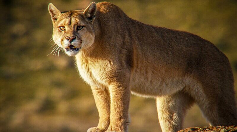 Pumas - In der Wildnis Patagoniens (USA, 2020)