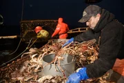 Chris Kirk sorts crab while Matt Sullivan prepares to stack a pot. Chris Kirk sorts crab while Matt Sullivan prepares to stack a pot.