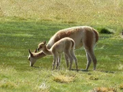 Vicunas Vicunas