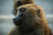 Baboon